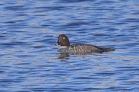 Attēlu rezultāti vaicājumam “Bucephala clangula juvenile”