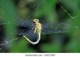 Attēlu rezultāti vaicājumam “Gomphus flavipes”