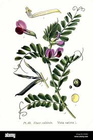 Attēlu rezultāti vaicājumam “Vicia sativa”