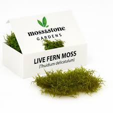 Attēlu rezultāti vaicājumam “Thuidium delicatulum”