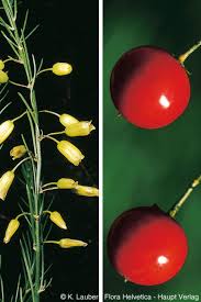 Attēlu rezultāti vaicājumam “Asparagus officinalis fruit”