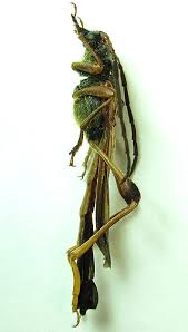 Attēlu rezultāti vaicājumam “Necydalis major”