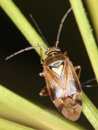 Attēlu rezultāti vaicājumam “Orthops basalis”