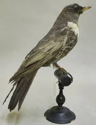 Image result for Turdus torquatus