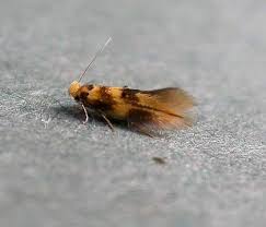 Attēlu rezultāti vaicājumam “Bucculatricidae”