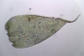 Attēlu rezultāti vaicājumam “Hypnum cupressiforme var. filiforme”