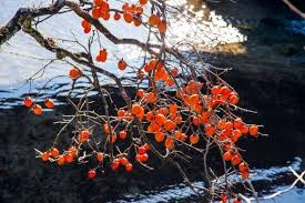 「柿の木利江」の画像検索結果