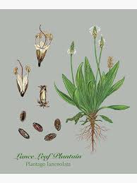 Attēlu rezultāti vaicājumam “Plantago lanceolata leaf”