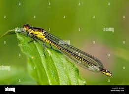 Attēlu rezultāti vaicājumam “Erythromma najas”