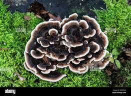 Attēlu rezultāti vaicājumam “Stereum hirsutum”