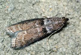 Attēlu rezultāti vaicājumam “Ortholepis betulae”