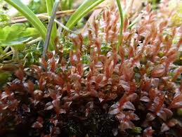 Attēlu rezultāti vaicājumam “Bryum weigelii”