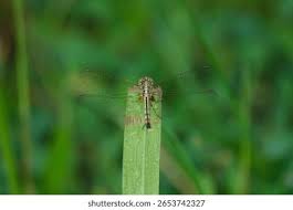 Attēlu rezultāti vaicājumam “Enallagma cyathigerum female”