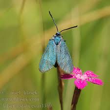 Attēlu rezultāti vaicājumam “Adscita statices”