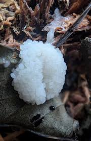 Attēlu rezultāti vaicājumam “Stemonitis marjana stalked”