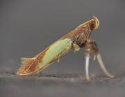 Attēlu rezultāti vaicājumam “Caloptilia alchimiella”