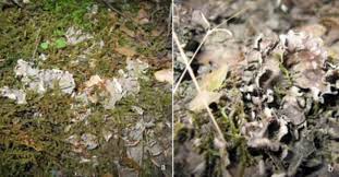 Attēlu rezultāti vaicājumam “Peltigera extenuata”