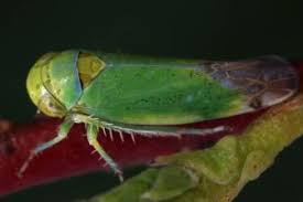 Attēlu rezultāti vaicājumam “Paramesus obtusifrons”