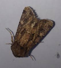 Attēlu rezultāti vaicājumam “Lacanobia suasa”