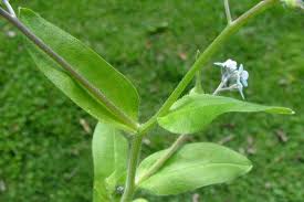 Image result for Myosotis sylvatica