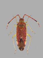 Attēlu rezultāti vaicājumam “Pantilius tunicatus”