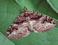 Attēlu rezultāti vaicājumam “Pareulype berberata”