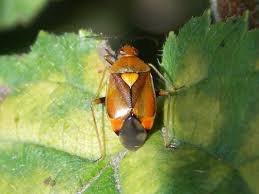 Attēlu rezultāti vaicājumam “Deraeocoris ruber imago”