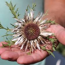 Image result for Silberdistel