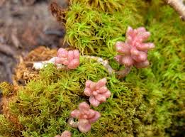 Attēlu rezultāti vaicājumam “Tortella tortuosa”