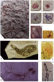 Attēlu rezultāti vaicājumam “Laccognathus panderi”