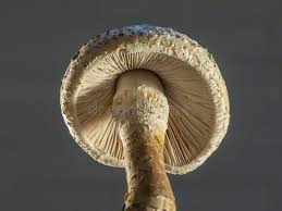 Attēlu rezultāti vaicājumam “Pholiota squarrosa”