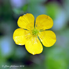 Attēlu rezultāti vaicājumam “Ranunculus repens flower”