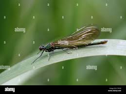 Attēlu rezultāti vaicājumam “Calopteryx virgo female”