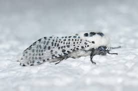 Attēlu rezultāti vaicājumam “Lamellocossus terebra”