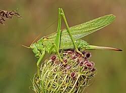 Attēlu rezultāti vaicājumam “Tettigonia viridissima”