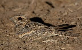 Image result for Caprimulgus ruficollis