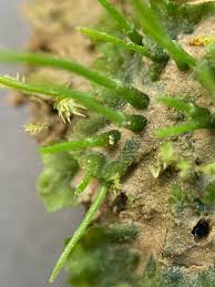 Attēlu rezultāti vaicājumam “Anthocerotopsida”