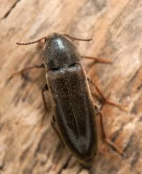 Attēlu rezultāti vaicājumam “Xylita laevigata”