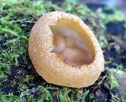 Attēlu rezultāti vaicājumam “Octospora splachnophila”