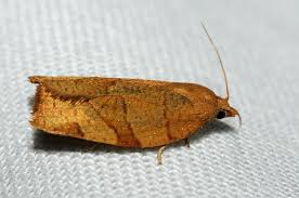 Attēlu rezultāti vaicājumam “Pandemis cerasana”