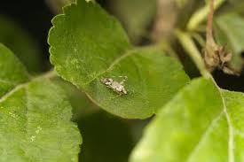 Attēlu rezultāti vaicājumam “Phytocoris tiliae”