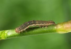 Attēlu rezultāti vaicājumam “Noctua fimbriata”