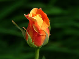 Image result for Rosengewächse