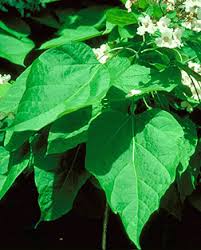 Attēlu rezultāti vaicājumam “Catalpa ovata fruit”