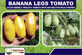 Afbeeldingsresultaat voor banana legs tomato