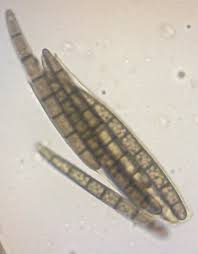 Attēlu rezultāti vaicājumam “Geoglossum sp.”