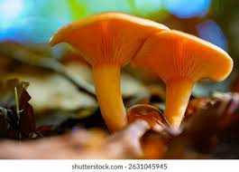 Attēlu rezultāti vaicājumam “Hygrophoropsis aurantiaca”