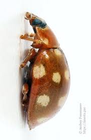 Attēlu rezultāti vaicājumam “Myrrha octodecimguttata”