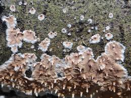 Attēlu rezultāti vaicājumam “Cylindrobasidium evolvens”