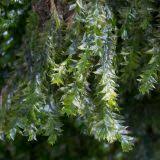 Attēlu rezultāti vaicājumam “Plagiothecium laetum”